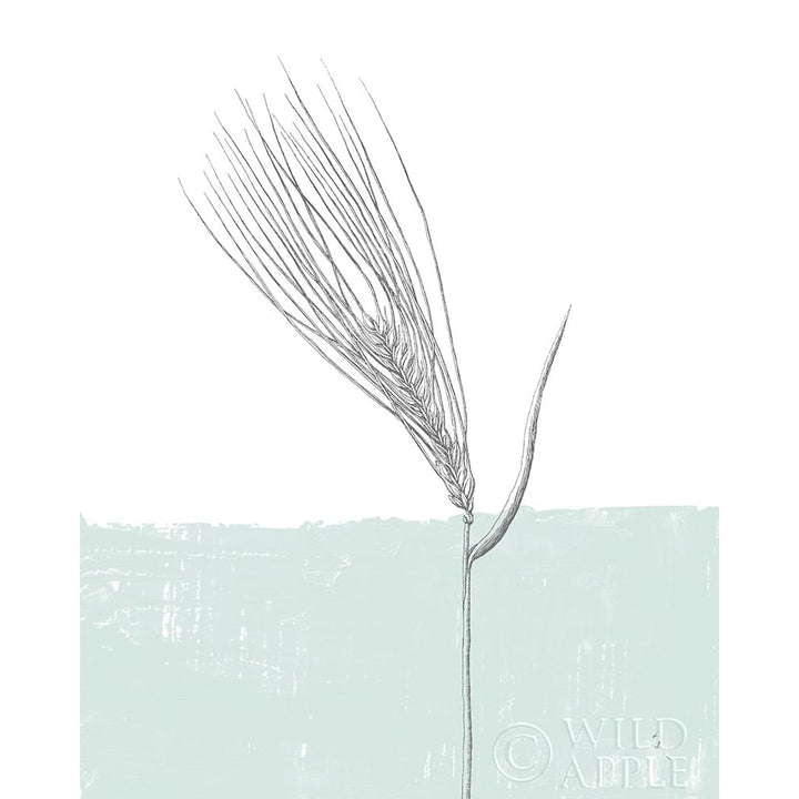 Barley Poster Print by Sarah Adams-VARPDX37079 Image 1