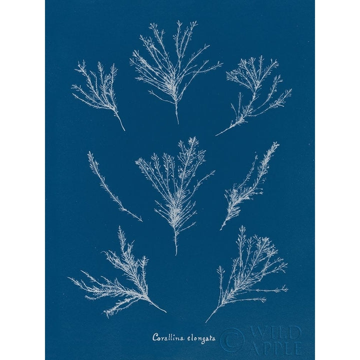 Delicate Coral I Poster Print by Wild Apple Portfolio-VARPDX37152 Image 1