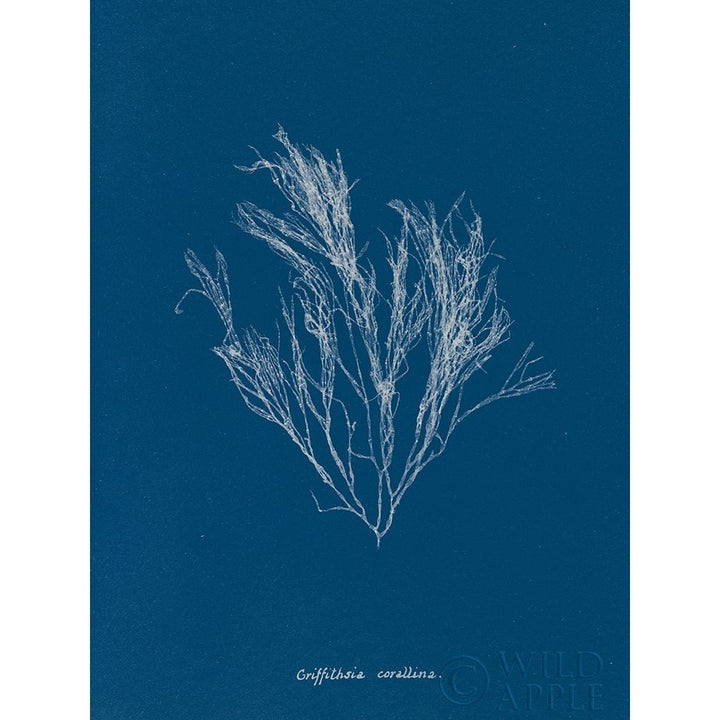 Delicate Coral Iii Poster Print by Wild Apple Portfolio-VARPDX37154 Image 1