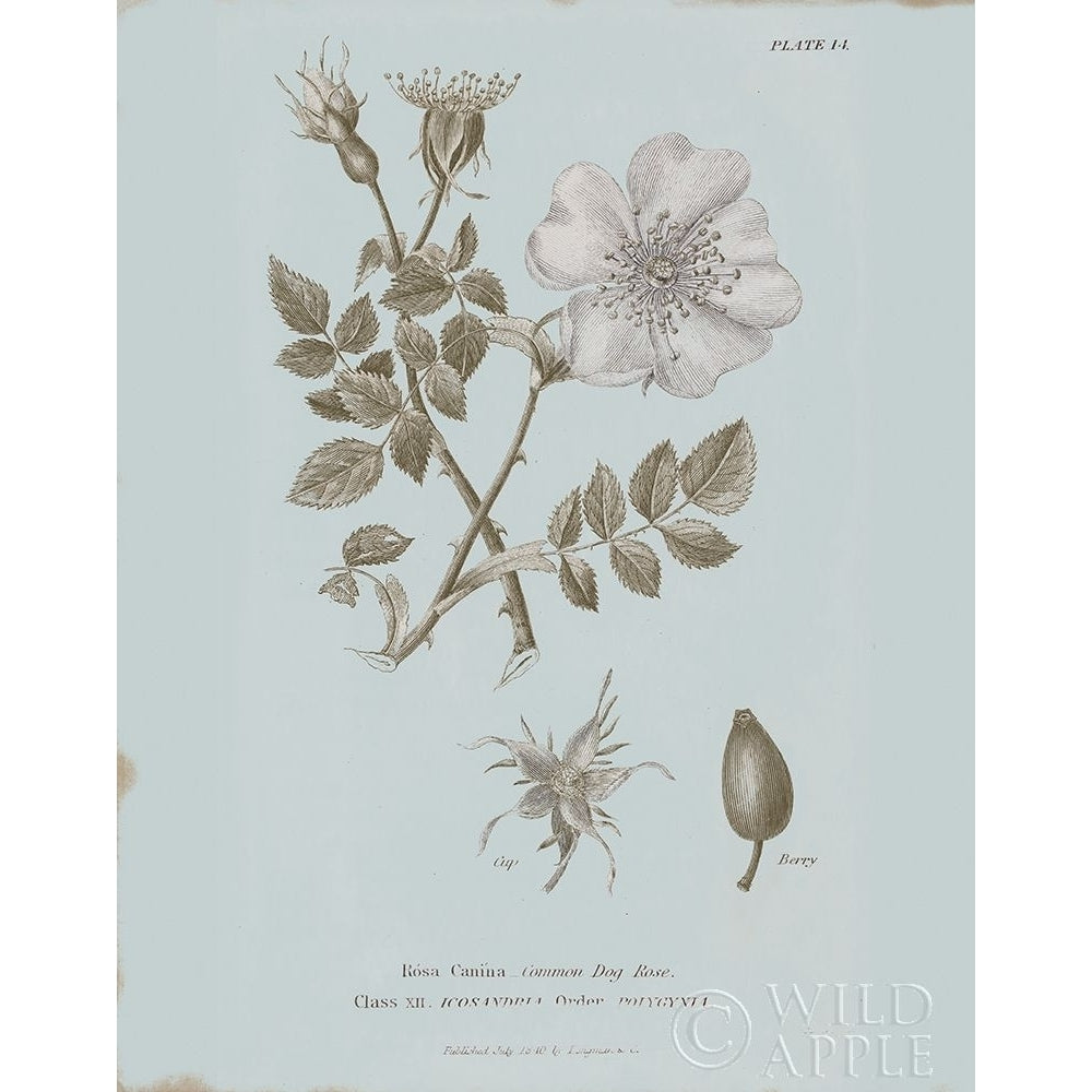 Conversations on Botany IV Blue Poster Print by Wild Apple Portfolio-VARPDX37199 Image 1