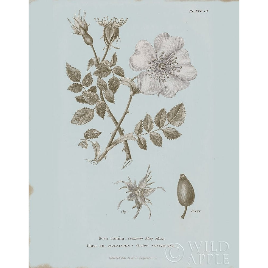 Conversations on Botany IV Blue Poster Print by Wild Apple Portfolio-VARPDX37199 Image 1