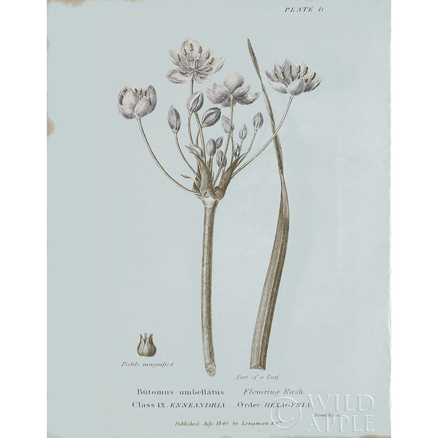 Conversations on Botany II Blue Poster Print by Wild Apple Portfolio-VARPDX37197 Image 1