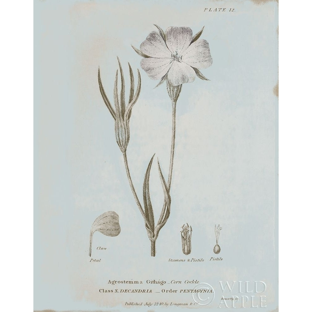 Conversations on Botany III Blue Poster Print by Wild Apple Portfolio-VARPDX37198 Image 1