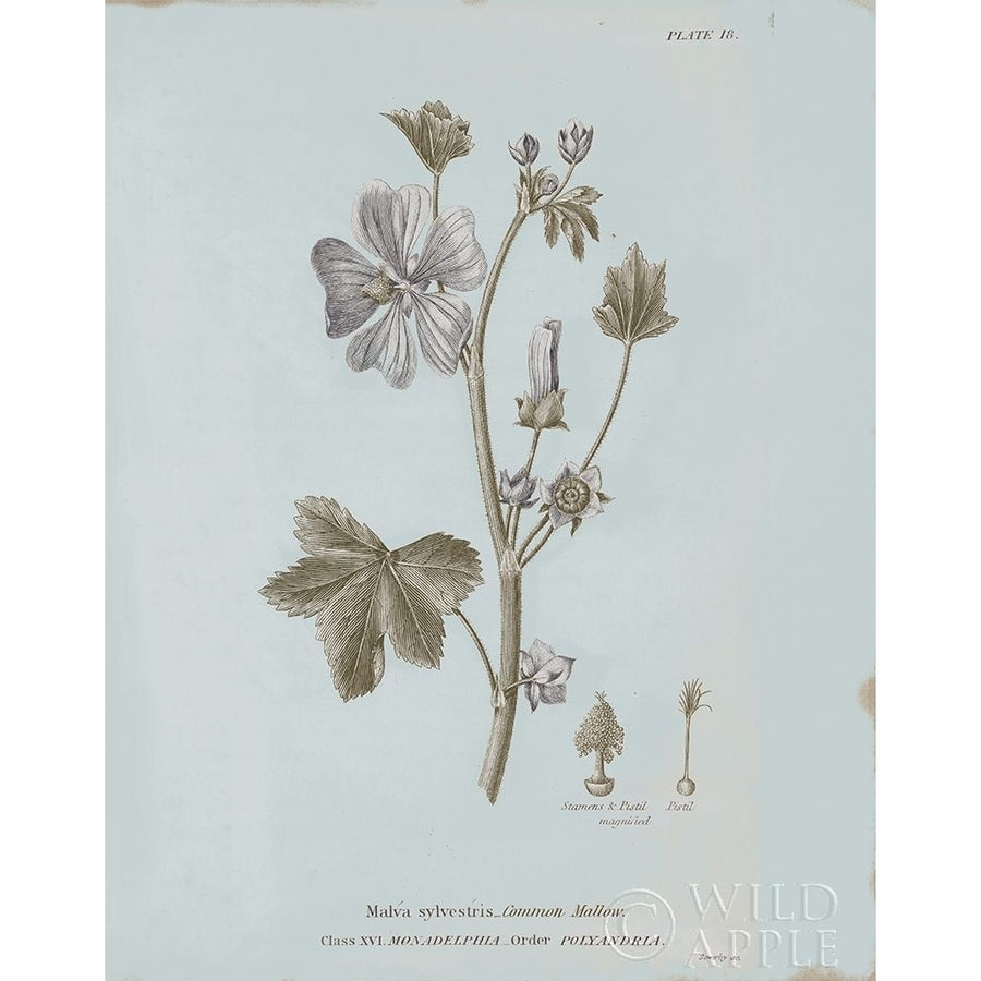 Conversations on Botany VII Blue Poster Print by Wild Apple Portfolio-VARPDX37200 Image 1