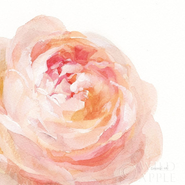 Garden Rose On White Crop Poster Print by Danhui Nai-VARPDX37221 Image 1