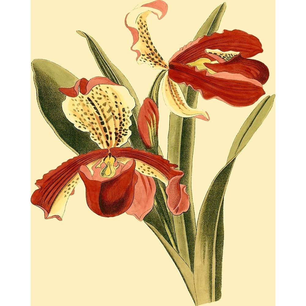 Mini Orchid Splendor I Poster Print - Studio Vision-VARPDX37302D Image 1