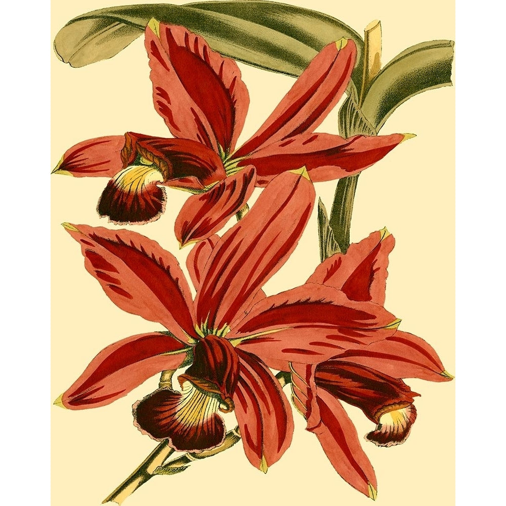 Mini Orchid Splendor II Poster Print - Studio Vision-VARPDX37303D Image 1