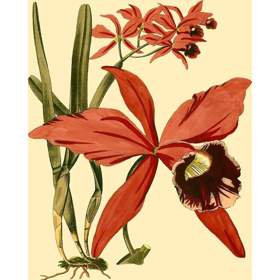 Mini Orchid Splendor III Poster Print - Studio Vision-VARPDX37304D Image 1