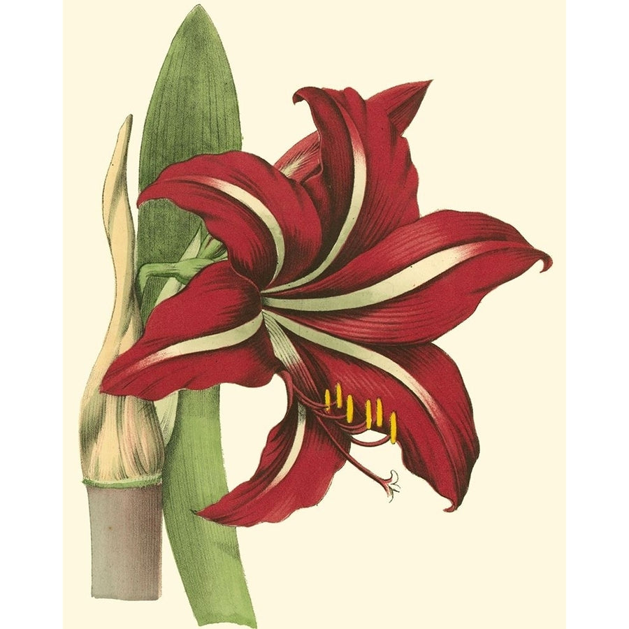 Amaryllis I Poster Print - Hogg-VARPDX37322D Image 1