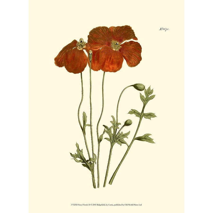 Fiery Florals II Poster Print - Curtis-VARPDX37325D Image 1