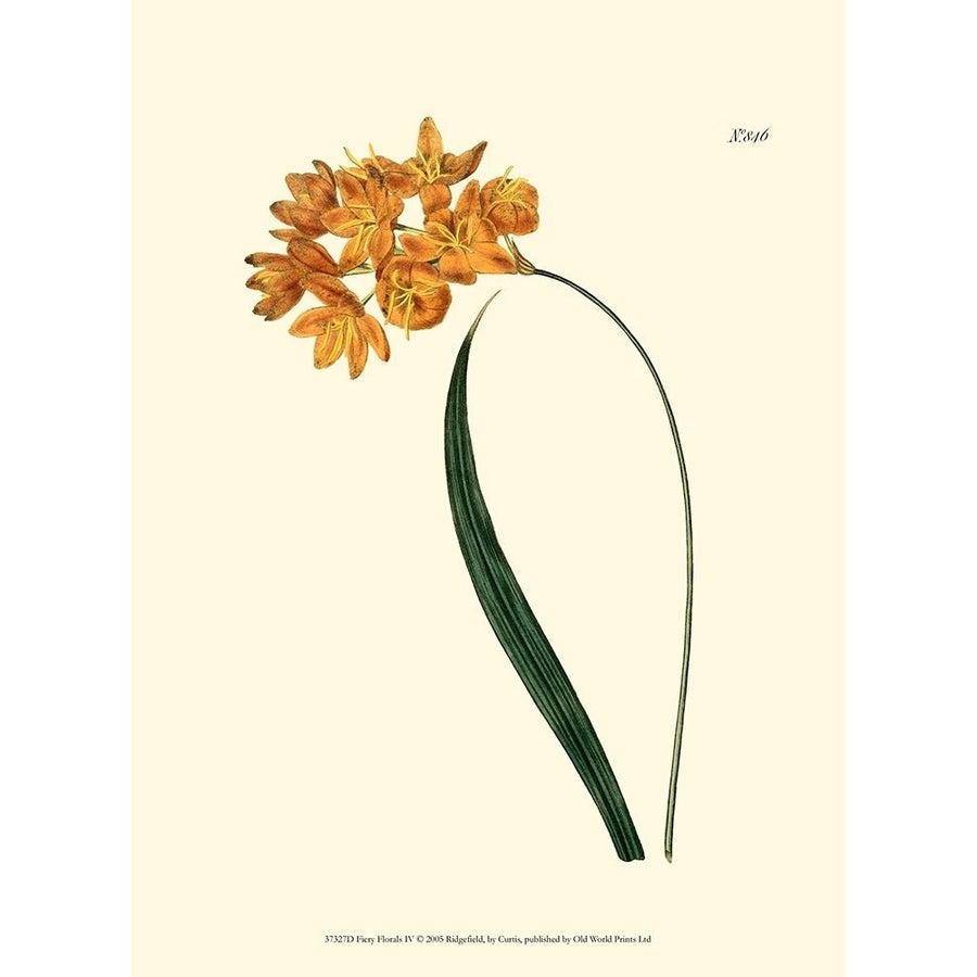 Fiery Florals IV Poster Print - Curtis-VARPDX37327D Image 1