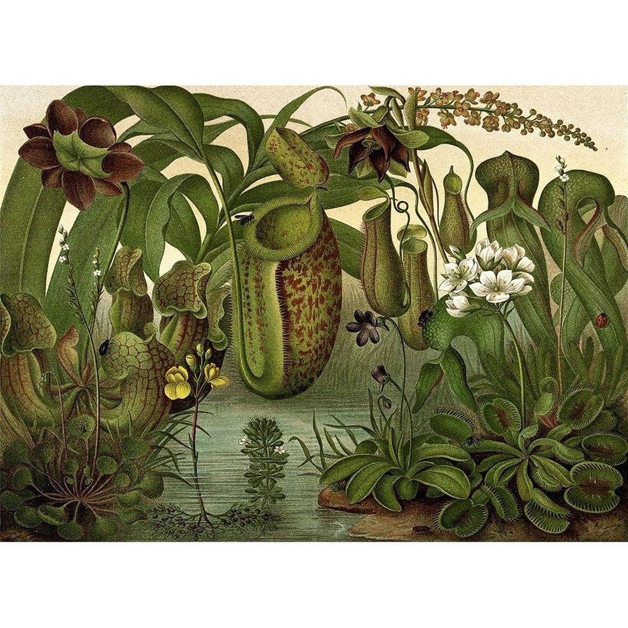 Venus Fly Trap Poster Print - Unknown-VARPDX3738Z Image 1