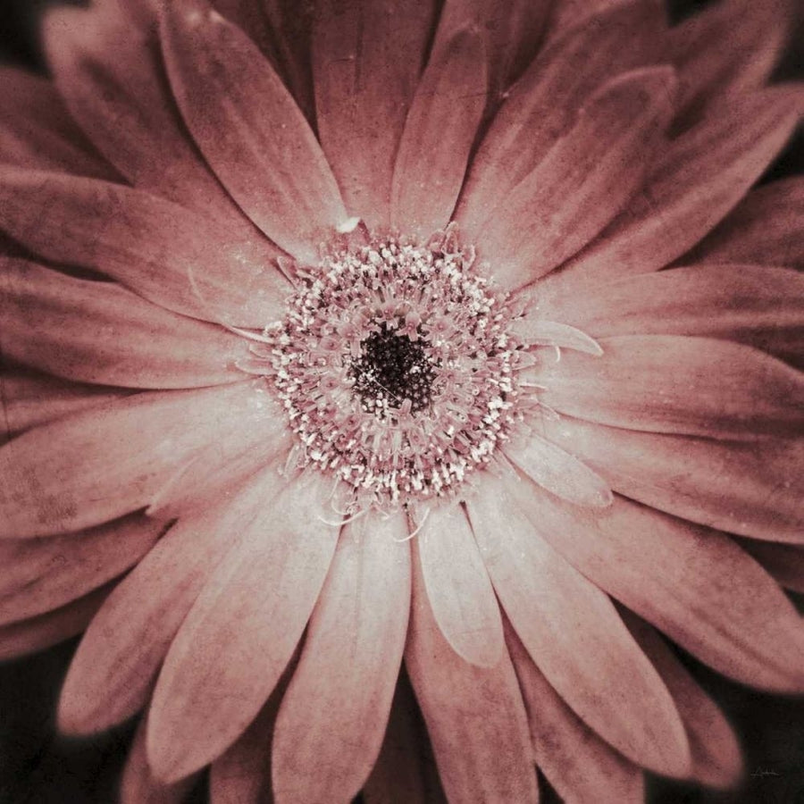 Gerbera by Aledanda-VARPDX37456 Image 1