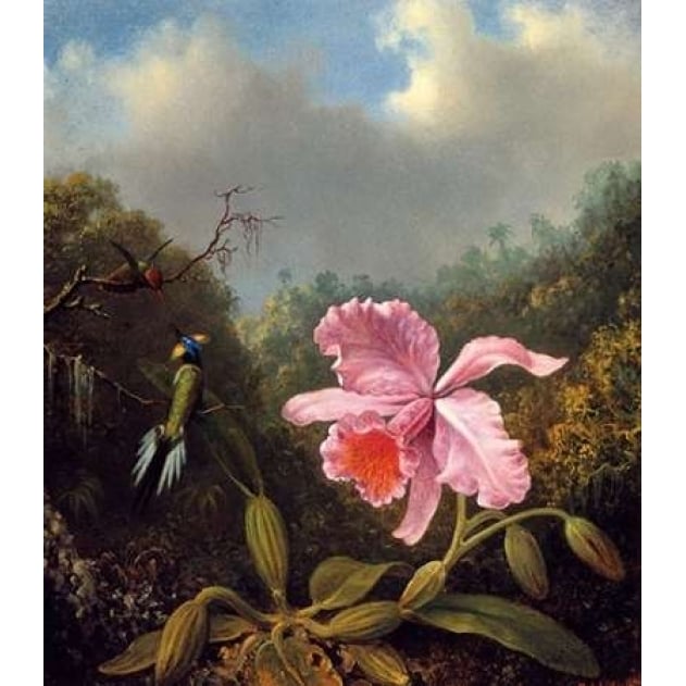 Fighting Hummingbirds With Pink Orchid Poster Print by Martin Johnson Heade-VARPDX375803 Image 1