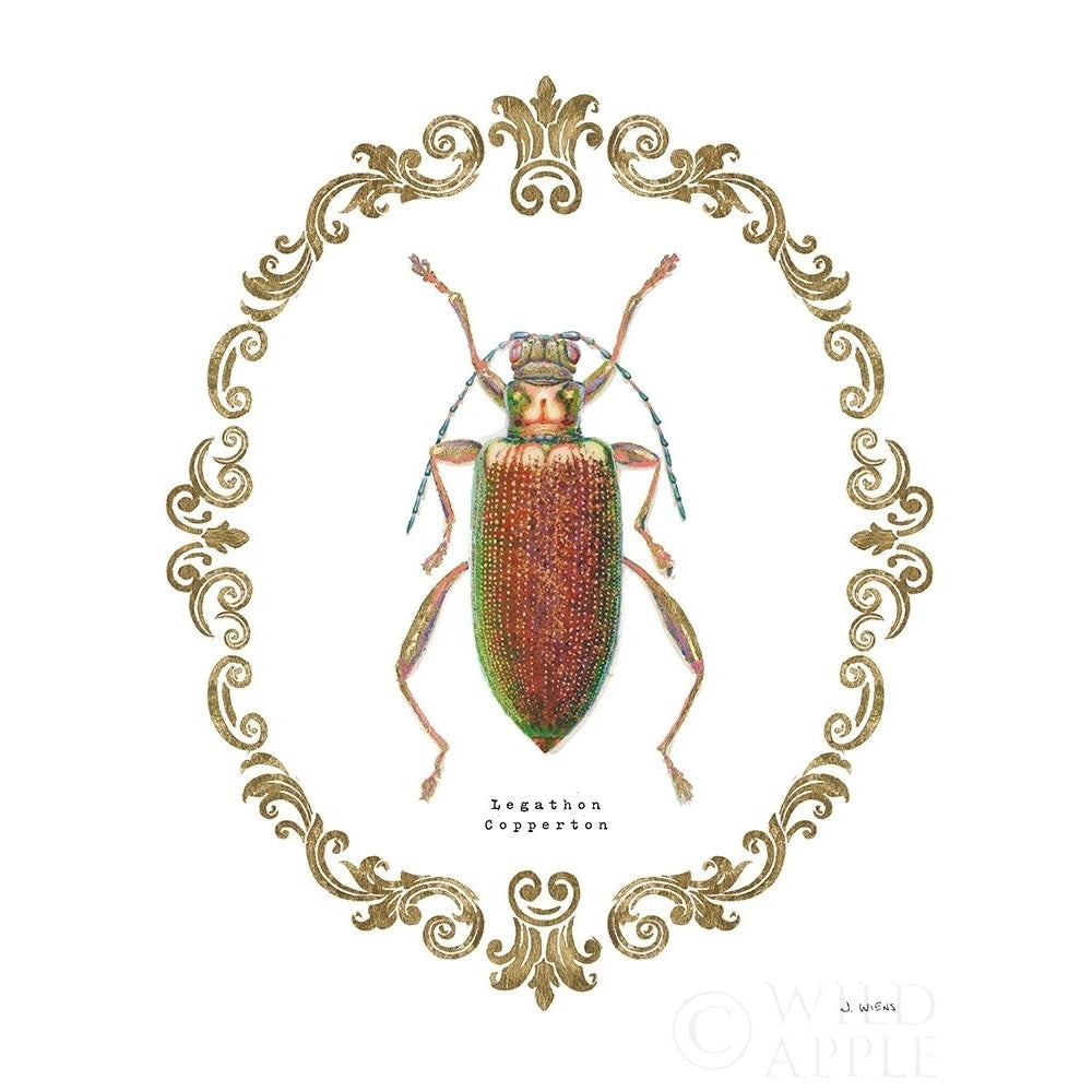 Adorning Coleoptera Vi Poster Print by James Wiens-VARPDX37635 Image 2