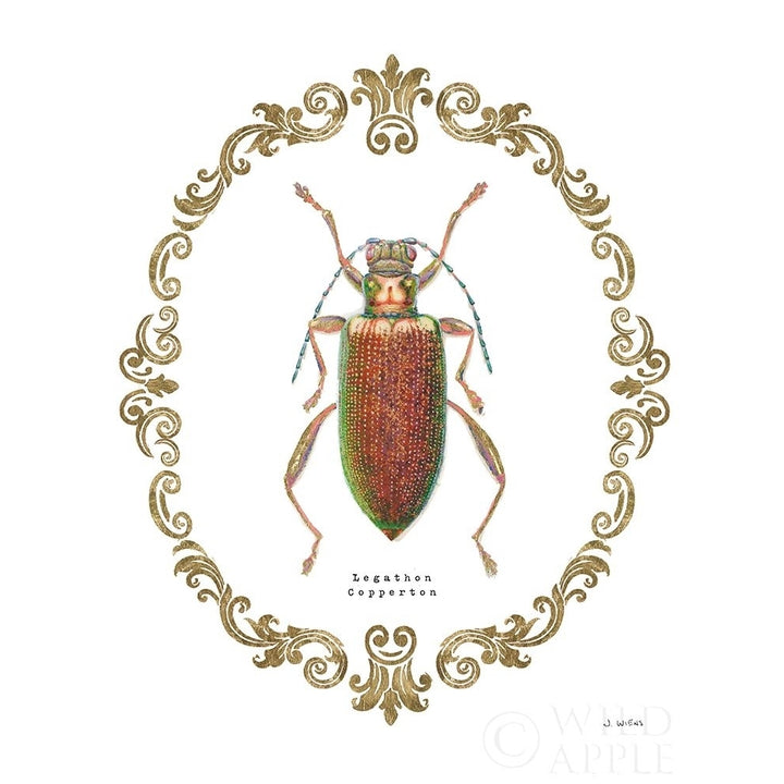 Adorning Coleoptera Vi Poster Print by James Wiens-VARPDX37635 Image 2