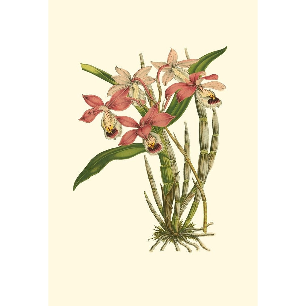 Blushing Orchids II Poster Print - VanHoutte-VARPDX37691D Image 1