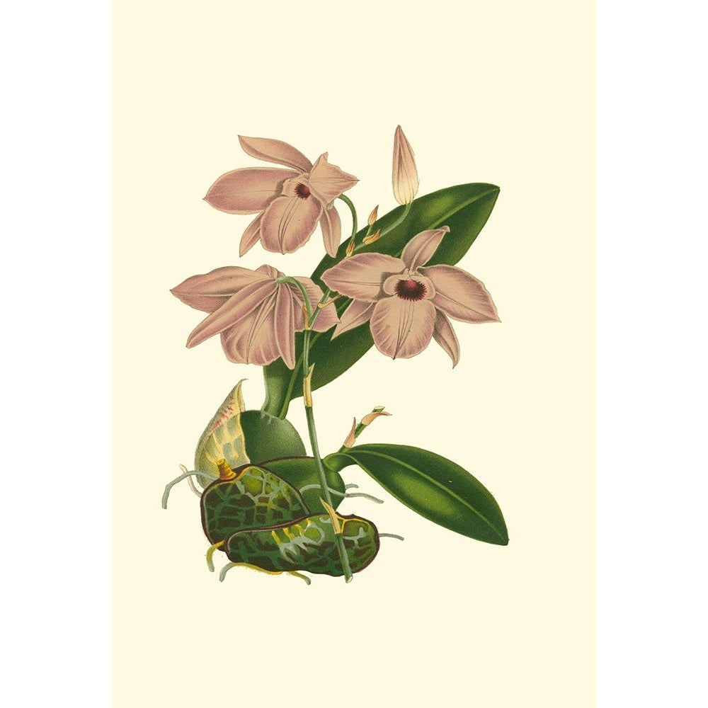 Blushing Orchids III Poster Print - VanHoutte-VARPDX37692D Image 1