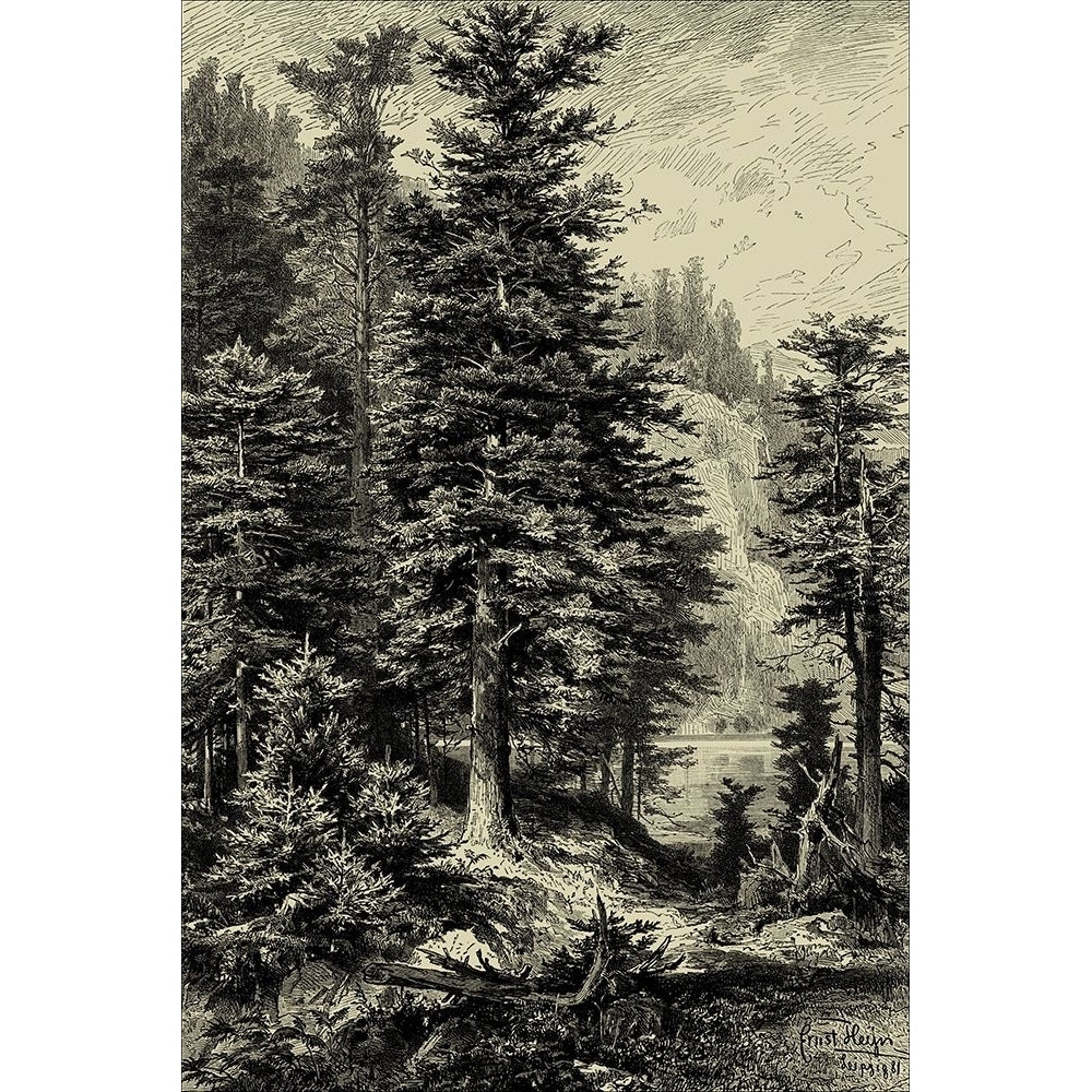 Noble Fir Poster Print - Ernst Heyn-VARPDX37925D Image 1