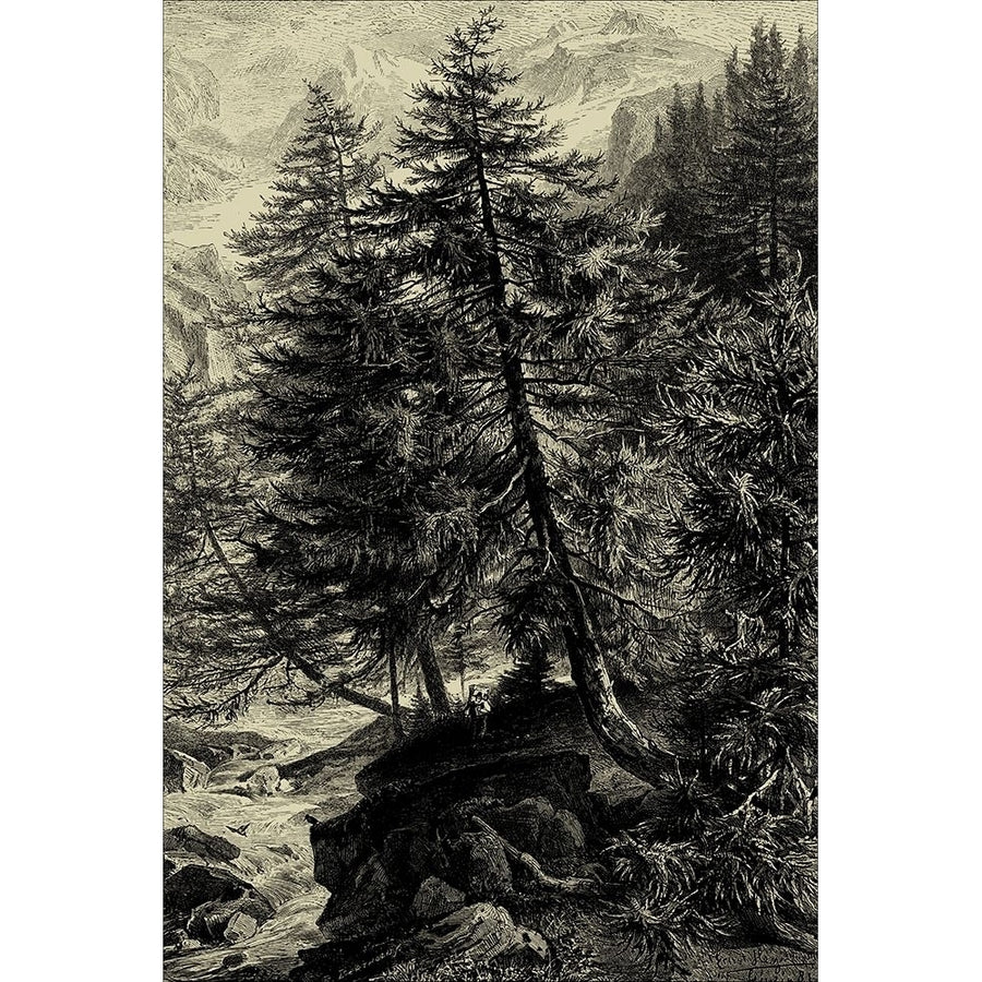 Larch Tree Poster Print - Ernst Heyn-VARPDX37928D Image 1