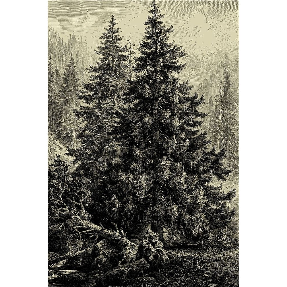 Spruce Pine Poster Print - Ernst Heyn-VARPDX37926D Image 1