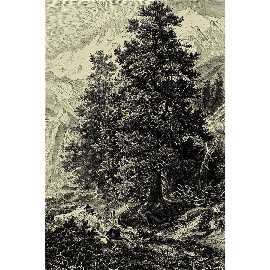 Arolla Pine Poster Print - Ernst Heyn-VARPDX37927D Image 1