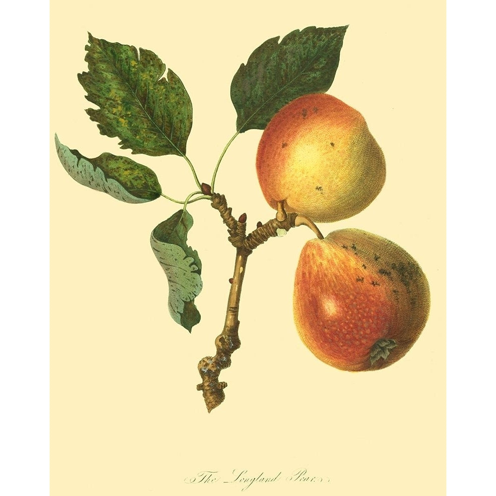 The Longland Pear Poster Print - Unknown-VARPDX37984D Image 1