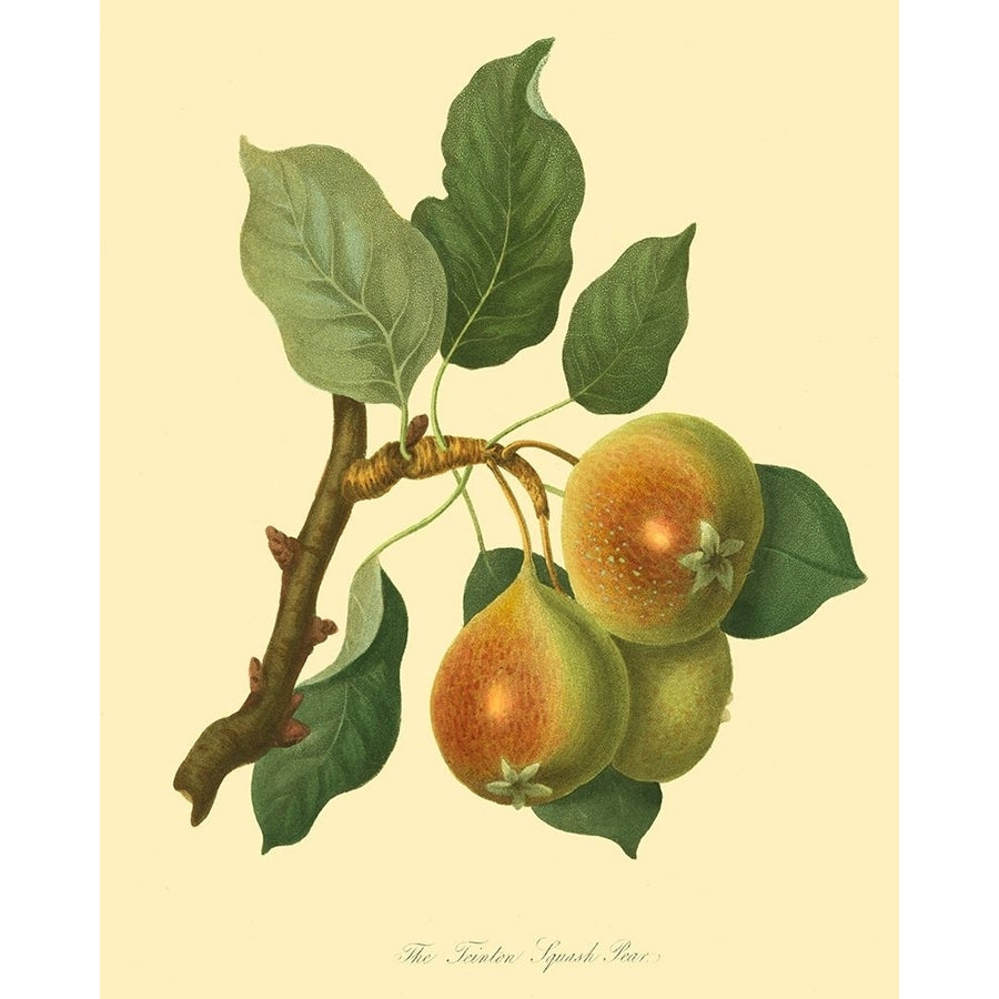 The Teinton Squash Pear Poster Print - Unknown-VARPDX37987D Image 1