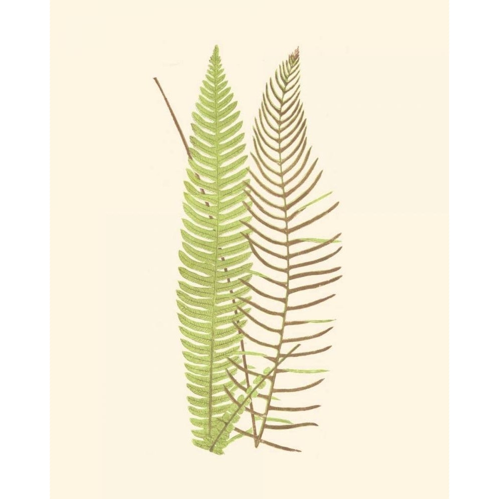 Woodland Ferns V Poster Print - E. J. Lowe-VARPDX38027D Image 1