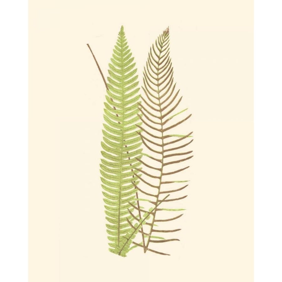 Woodland Ferns V Poster Print - E. J. Lowe-VARPDX38027D Image 1