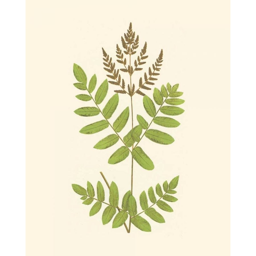 Woodland Ferns VII Poster Print - E. J. Lowe-VARPDX38029D Image 1