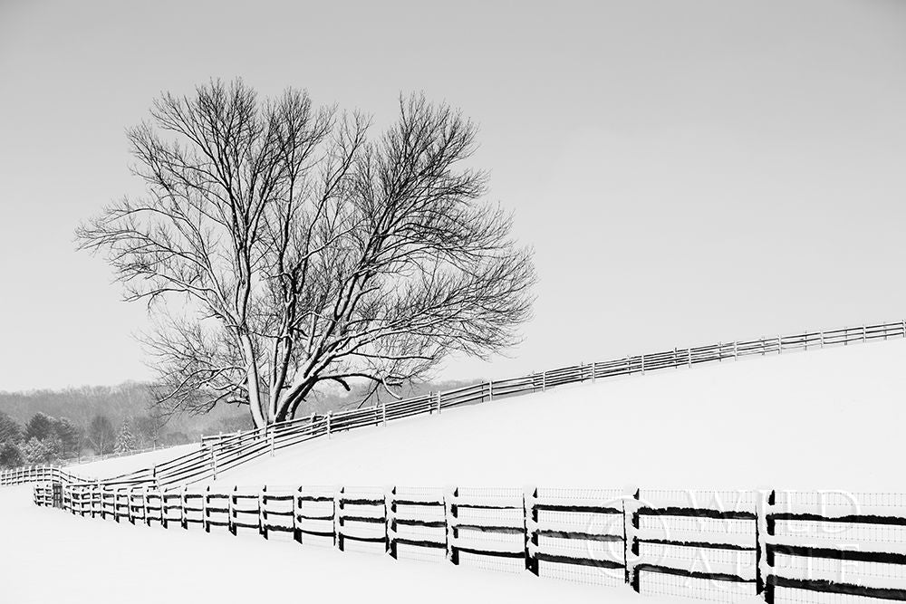 Along The Lane Ii Poster Print by Aledanda-VARPDX38041 Image 1