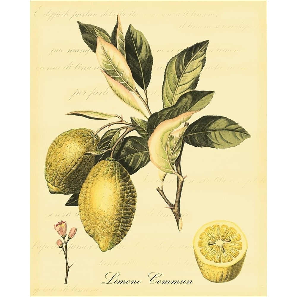 Petite Tuscan Fruits II Poster Print - Studio Vision-VARPDX38183D Image 1