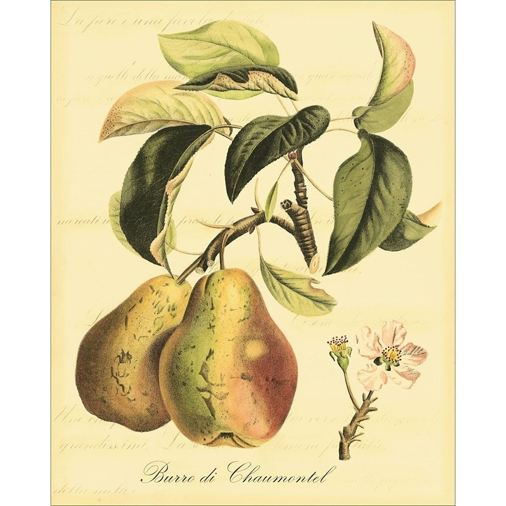 Petite Tuscan Fruits IV Poster Print - Studio Vision-VARPDX38185D Image 1