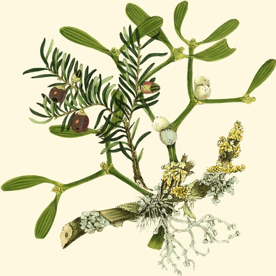 Mistletoe Branch Poster Print - Studio Vision-VARPDX38192D Image 1