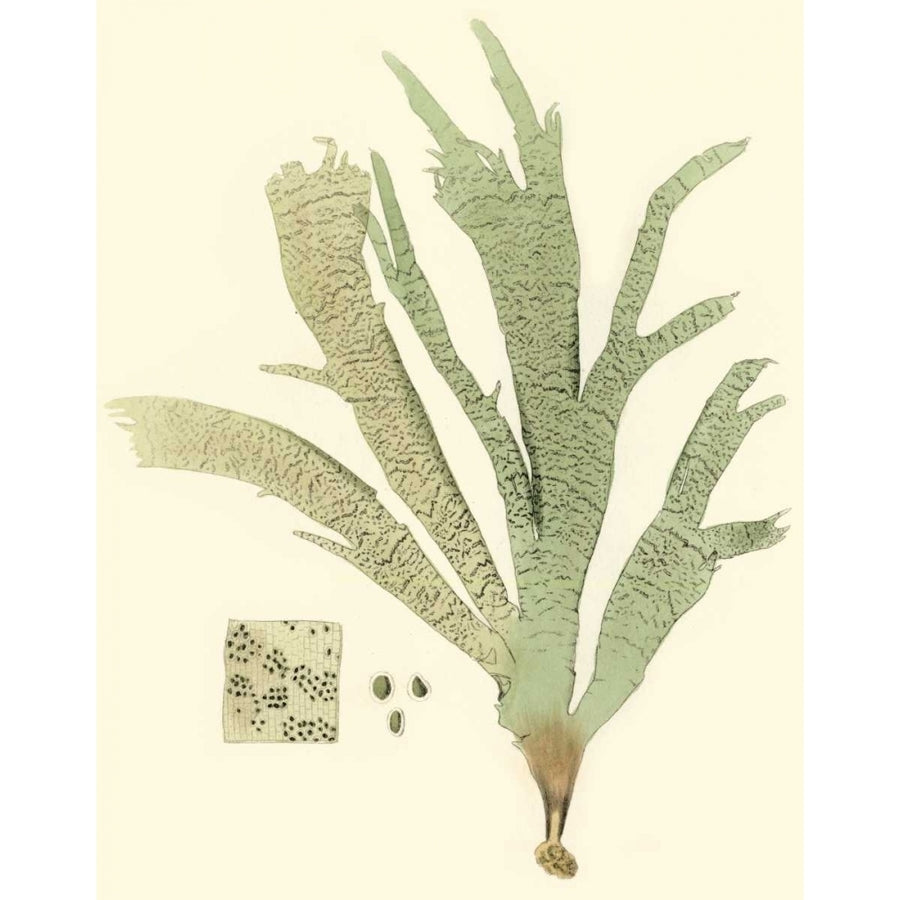 Marine Algae I Poster Print - Curtis-VARPDX38263D Image 1