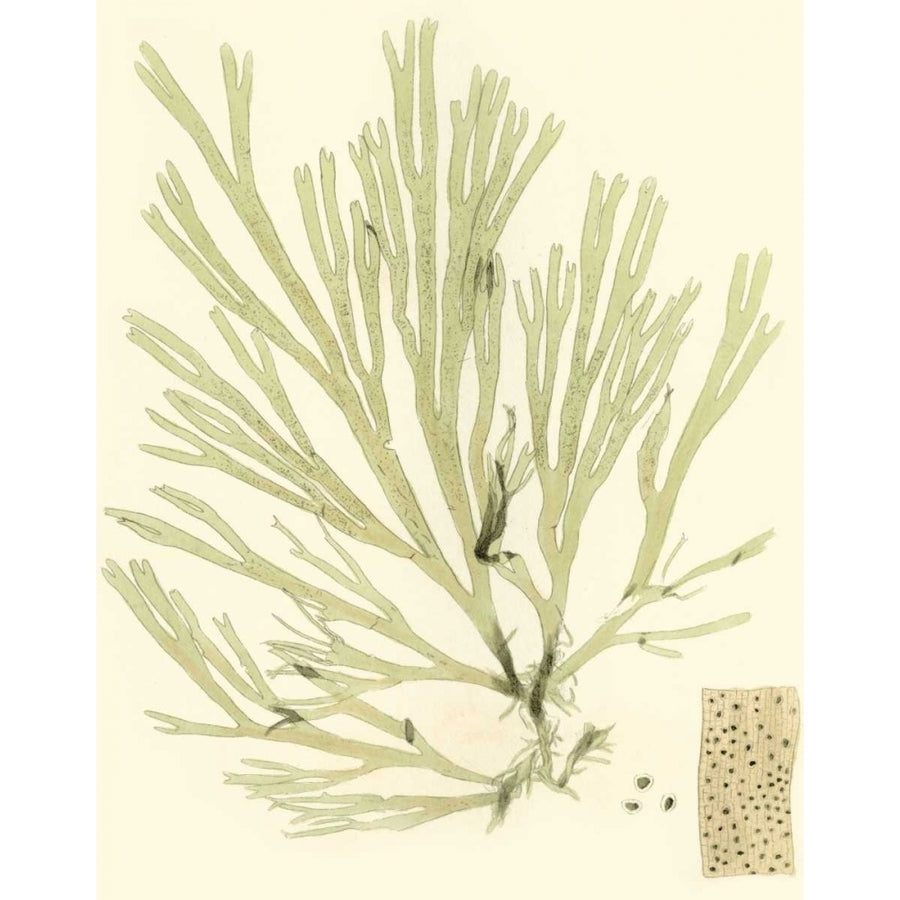 Marine Algae II Poster Print - Curtis-VARPDX38264D Image 1