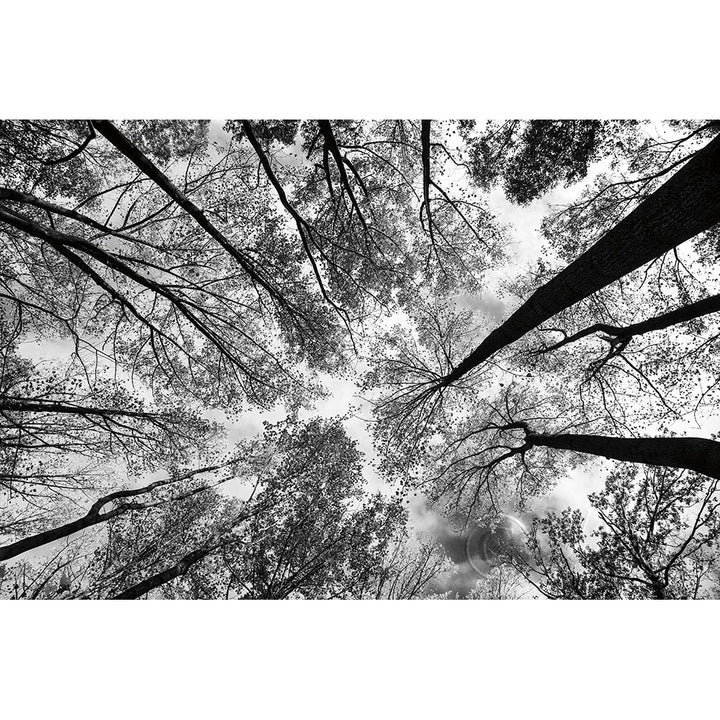 Looking Up I Bw Poster Print by Aledanda-VARPDX38286 Image 1