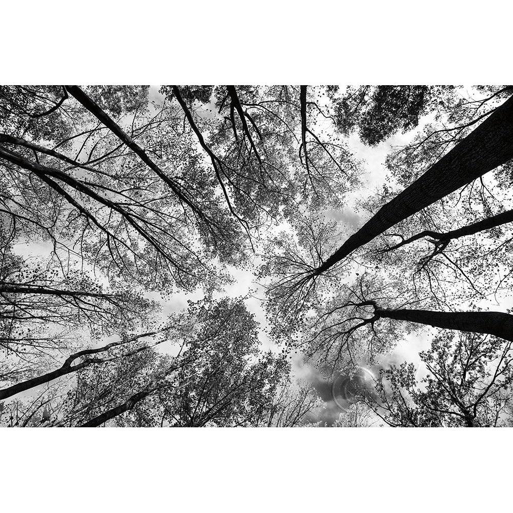 Looking Up I Bw Poster Print by Aledanda-VARPDX38286 Image 2