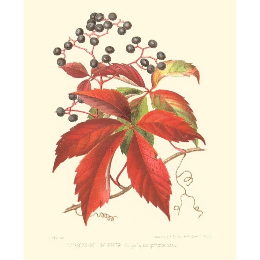 Virginian Creeper Poster Print - Sprague-VARPDX38289D Image 1