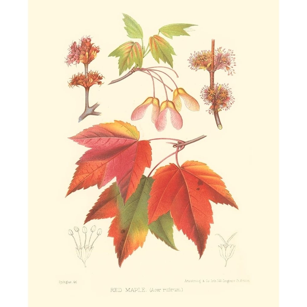 Red Maple Poster Print - Sprague-VARPDX38288D Image 1