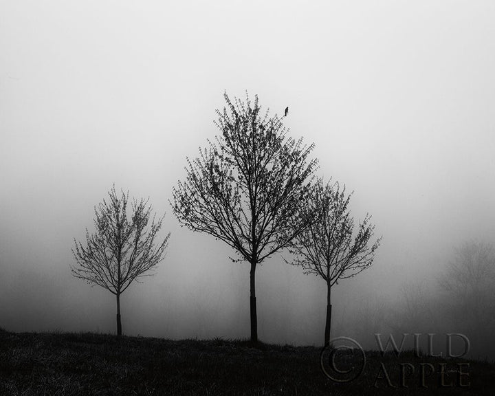 In The Fog Crop Poster Print by Aledanda-VARPDX38324 Image 1