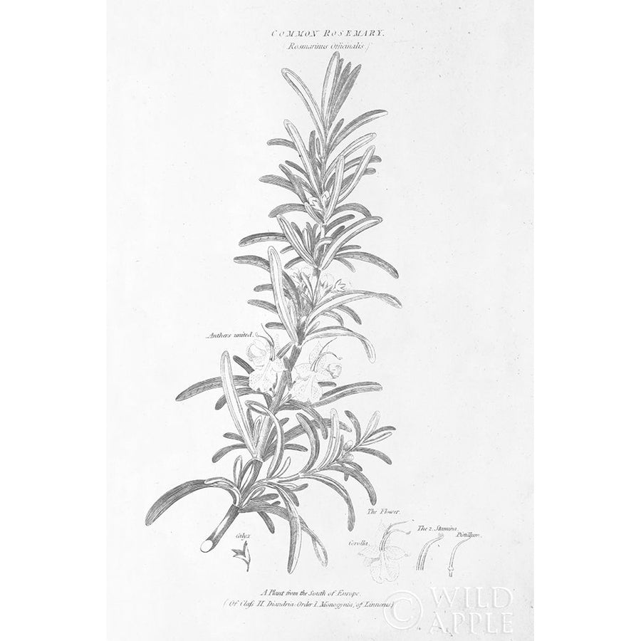 Botany Book Vi Poster Print by Wild Apple Portfolio-VARPDX38331 Image 1