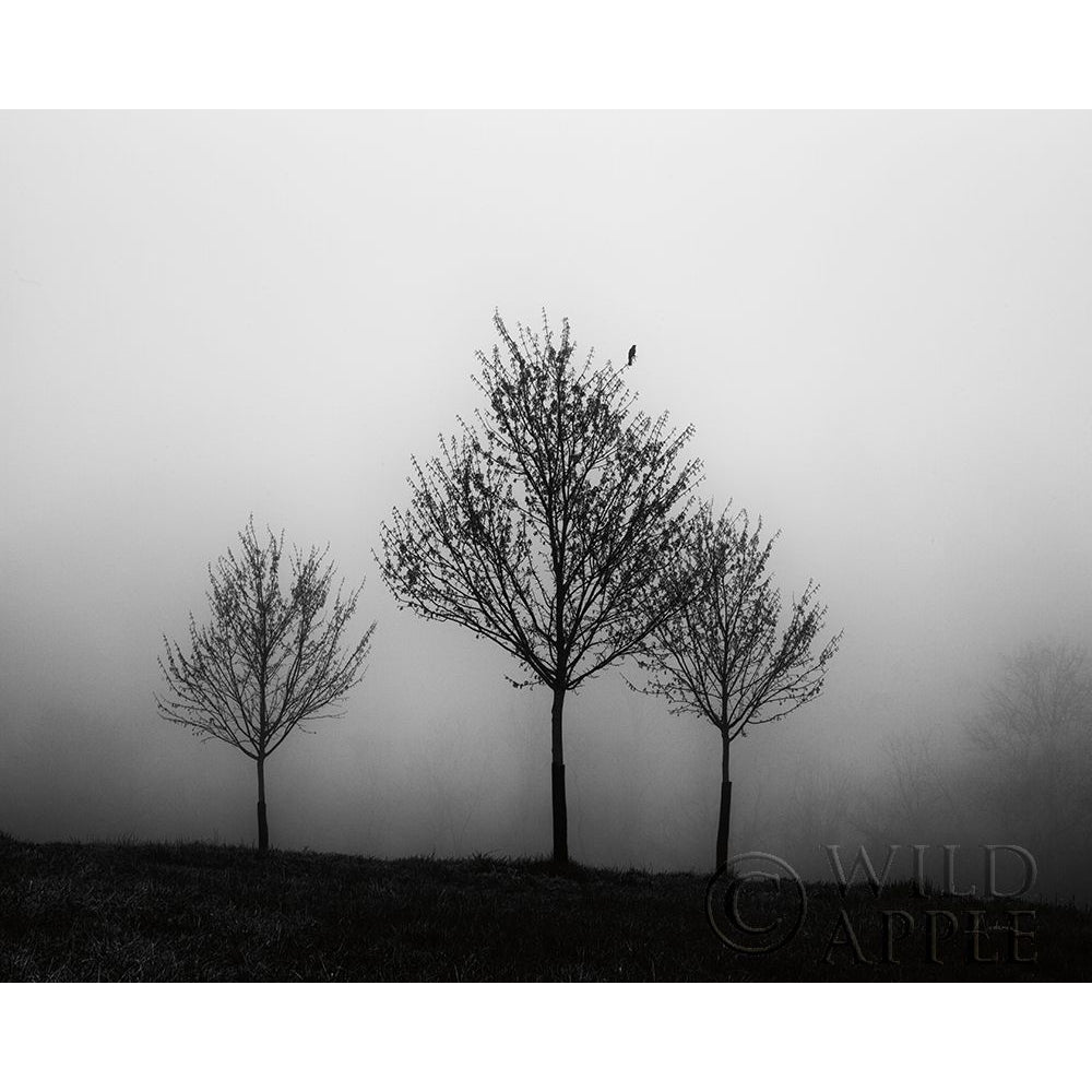 In The Fog Crop Poster Print by Aledanda-VARPDX38324 Image 2