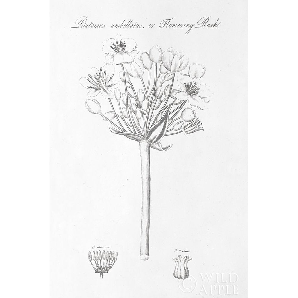 Botany Book Vii Poster Print by Wild Apple Portfolio-VARPDX38332 Image 2