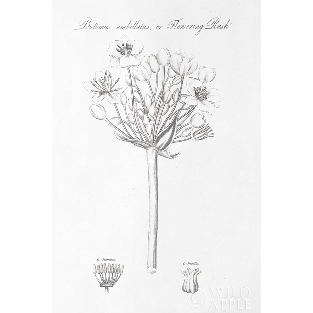 Botany Book Vii Poster Print by Wild Apple Portfolio-VARPDX38332 Image 1