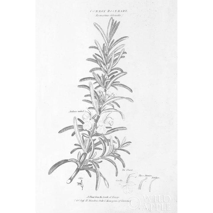 Botany Book Vi Poster Print by Wild Apple Portfolio-VARPDX38331 Image 1