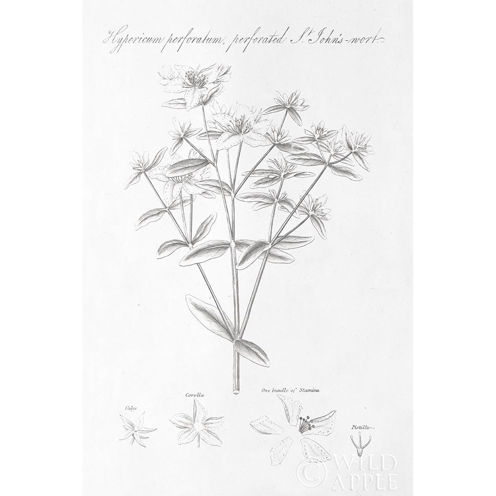 Botany Book X Poster Print by Wild Apple Portfolio-VARPDX38335 Image 1