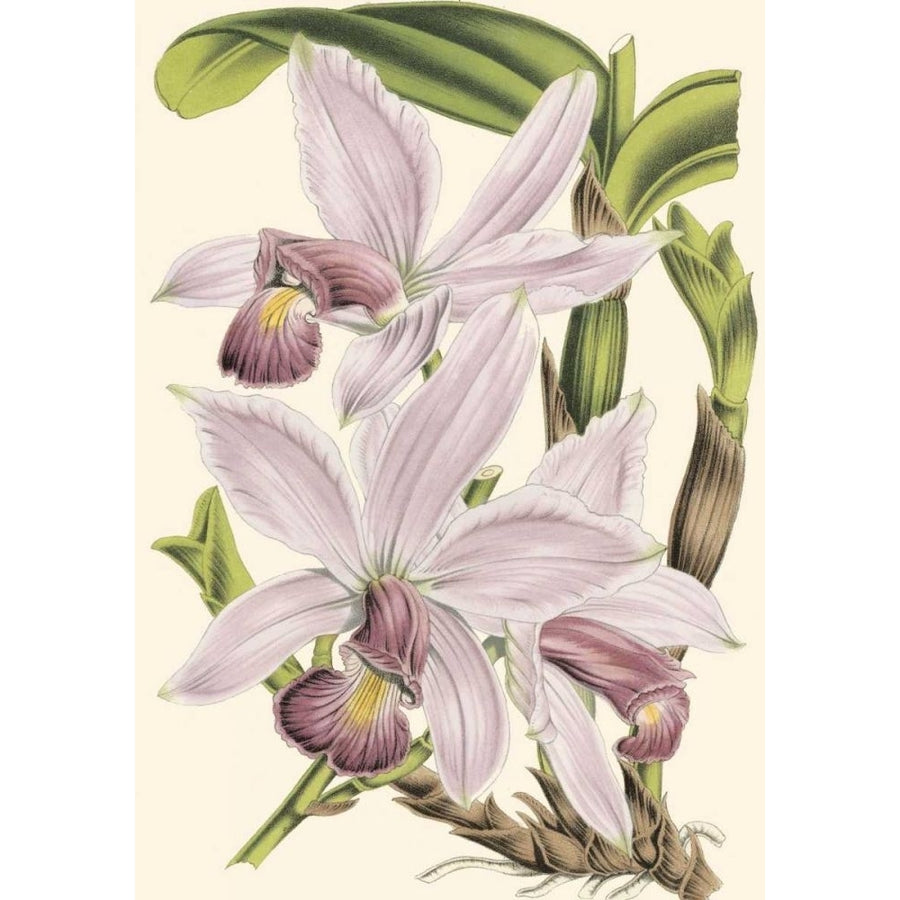 Mini Delicate Orchid I Poster Print - Studio Vision-VARPDX38356D Image 1