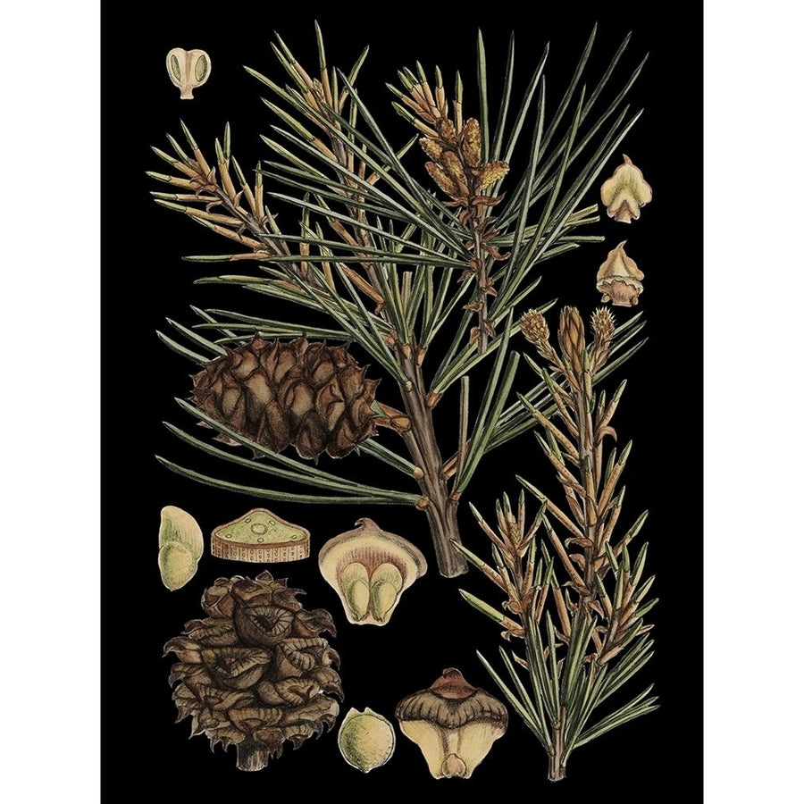 Small Dramatic Conifers II Poster Print - Studio Vision-VARPDX38411D Image 1